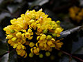 Mahonia aquifolium IMG_3665 Mahonia pospolita